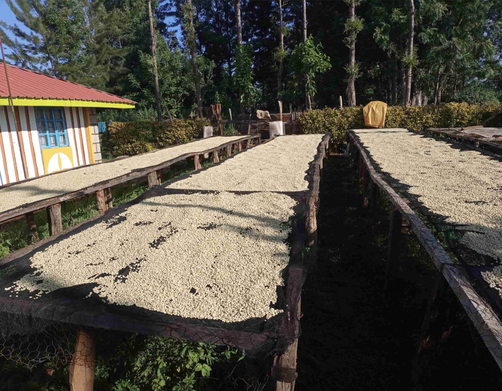 Drying beds