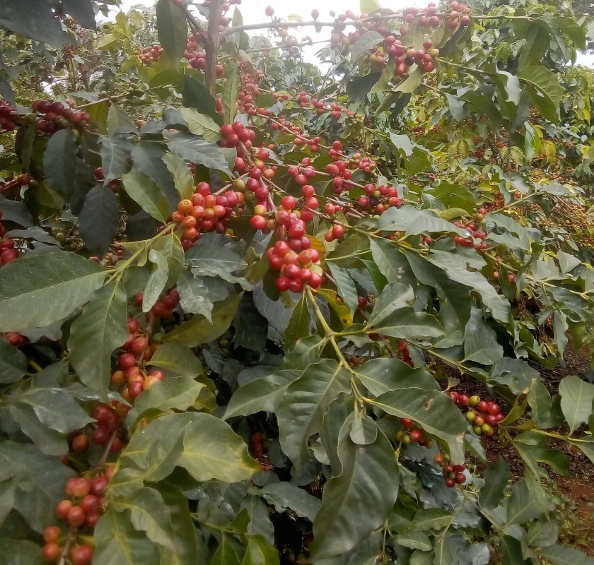 Coffee cherries